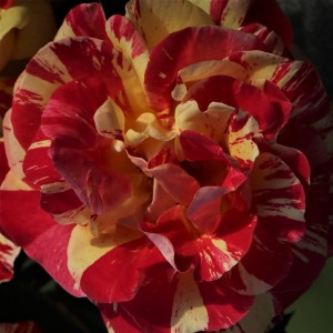 BRUSH STROKES (floribunda)